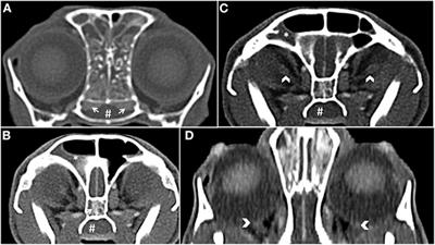 Presumed Primary Bacterial Rhinosinusitis-Associated Optic Neuritis in a Cat